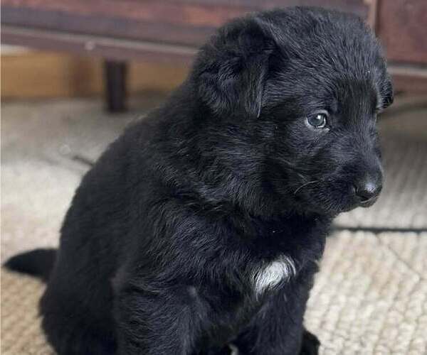 Medium Photo #2  Breeder Profile in LEWIS CENTER, OH, USA