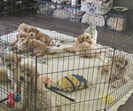 Small #1 Breeder Profile image