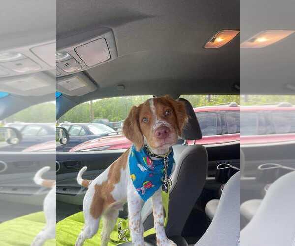 Medium Photo #114  Breeder Profile in HORTENSE, GA, USA