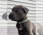 Small Photo #10  Breeder Profile in JOLIET, IL, USA
