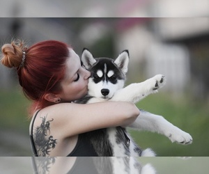 Siberian Husky Dog Breeder near Cluj-Napoca, Cluj, Romainia