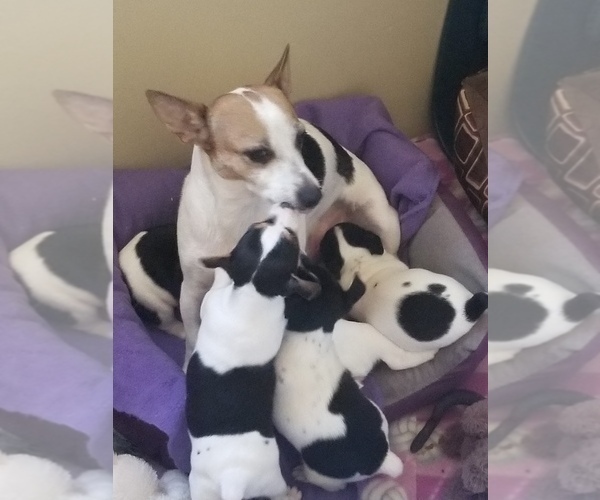 Medium Photo #9  Breeder Profile in WHITAKERS, NC, USA