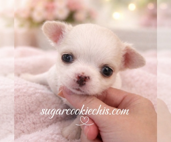 Medium Photo #1  Breeder Profile in ALLEN, TX, USA