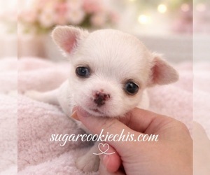 Chihuahua Dog Breeder near ALLEN, TX, USA