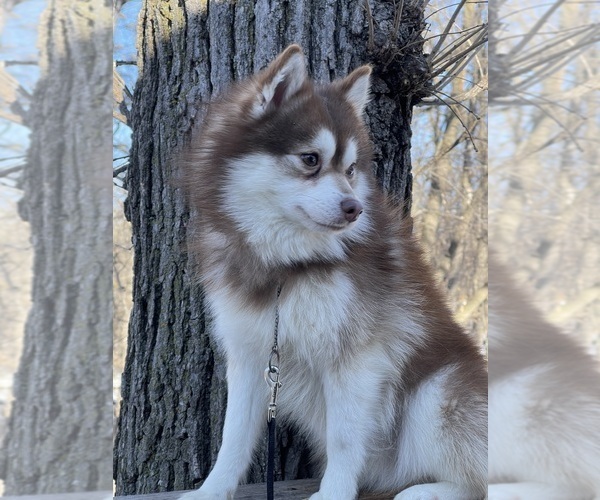 Medium Photo #14  Breeder Profile in STAPLES, MN, USA