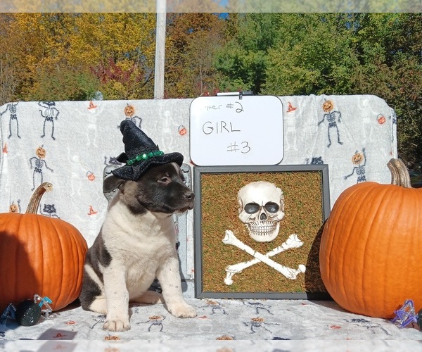 Medium Photo #2  Breeder Profile in CEDAR SPRINGS, MI, USA