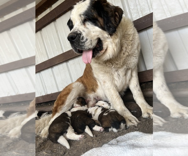 Medium Photo #2  Breeder Profile in NEW MARKET, IA, USA