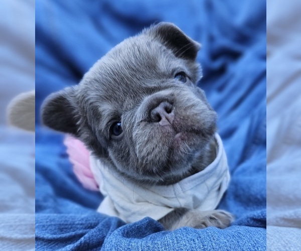 Medium Photo #22  Breeder Profile in FENTON, MO, USA