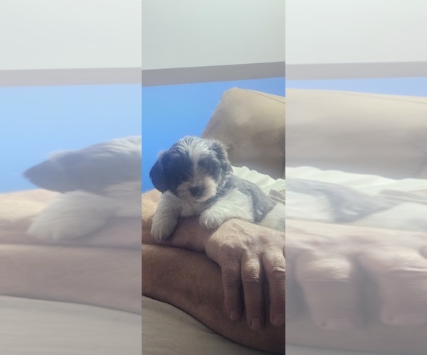Medium Photo #4  Breeder Profile in BOWLING GREEN, KY, USA