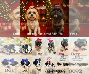 Shih Tzu Dog Breeder near LANCASTER, CA, USA