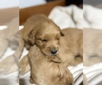 Small #28 Breeder Profile image