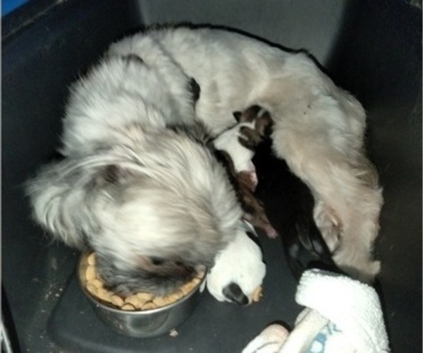 Medium Photo #4  Breeder Profile in SAINT CHARLES, MO, USA