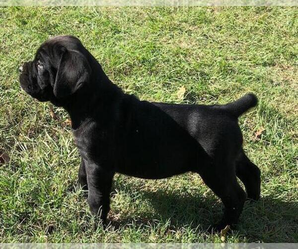 Medium Photo #1  Breeder Profile in CAT SPRING, TX, USA