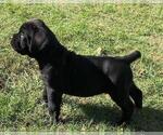 Small breeder photo
