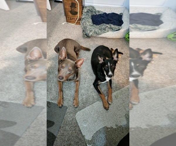 Medium Photo #41  Breeder Profile in CAMAS, WA, USA