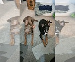 Small #40 Breeder Profile image