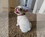 Small breeder photo