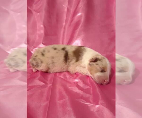 Medium Photo #1  Breeder Profile in LUBBOCK, TX, USA