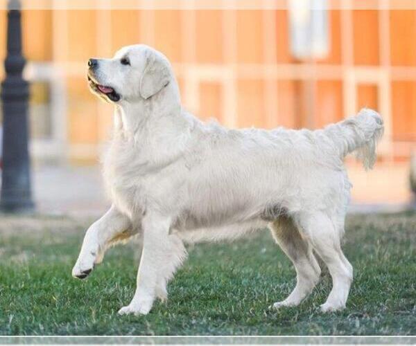 Medium Photo #1  Breeder Profile in DANVILLE, IA, USA