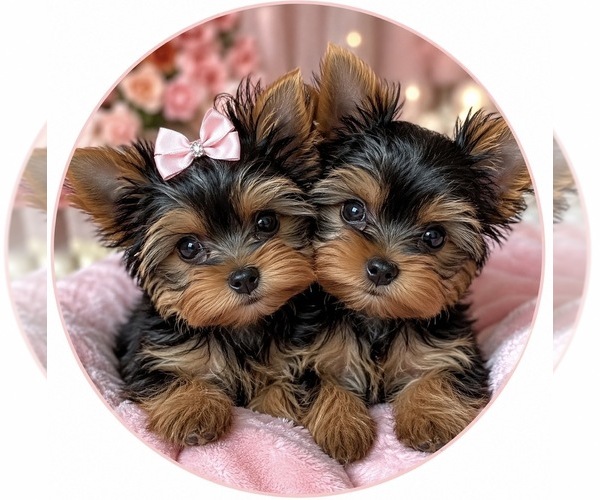 Medium Photo #1  Breeder Profile in DES PLAINES, IL, USA