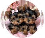 Small breeder photo
