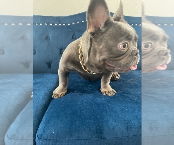 Medium Photo #25  Breeder Profile in BURBANK, CA, USA