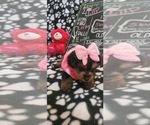 Small #240 Breeder Profile image