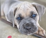 Small #26 Breeder Profile image