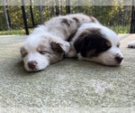 Small #17 Breeder Profile image