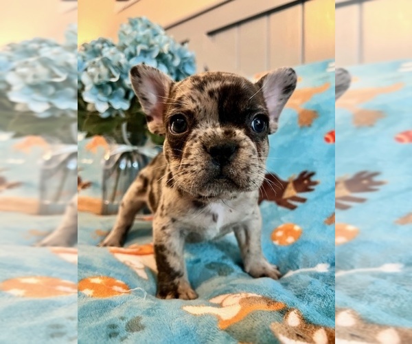 Medium Photo #6  Breeder Profile in NEW LONDON, NC, USA