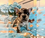 Small #5 Breeder Profile image