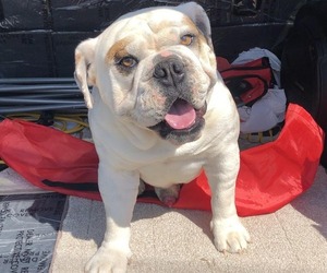 Bulldog Dog Breeder near OAK HILL, OH, USA