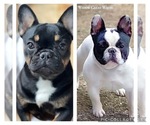 Small #3 Breeder Profile image