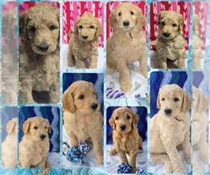 Goldendoodle Dog Breeder near BATTLE GROUND, WA, USA