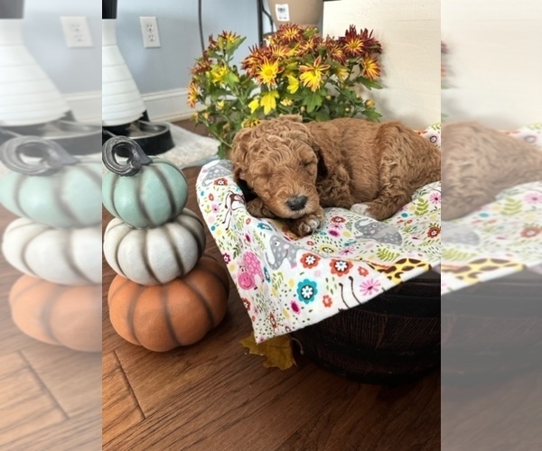 Medium Photo #1  Breeder Profile in SIMPSONVILLE, SC, USA