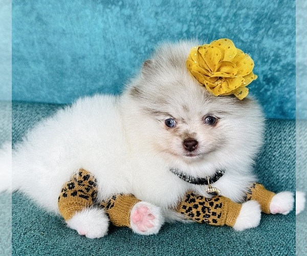Medium Photo #35  Breeder Profile in BLANCHARD, OK, USA