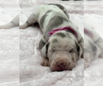 Small #3 Breeder Profile image