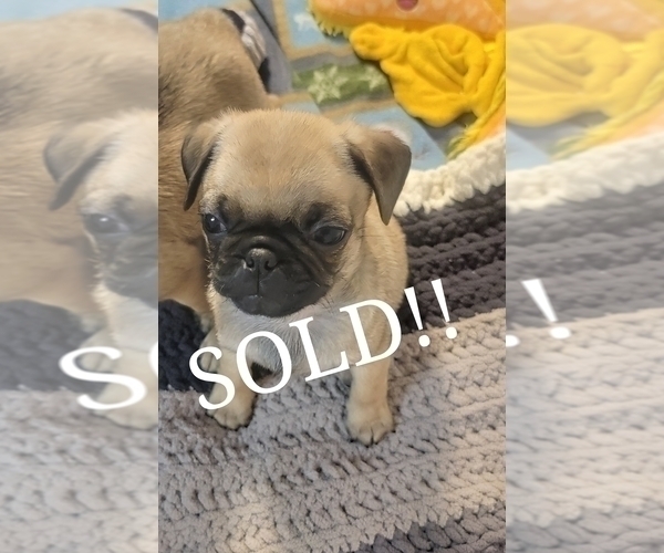 Medium Photo #18  Breeder Profile in CINCINNATI, OH, USA