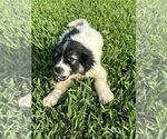 Small #4 Breeder Profile image