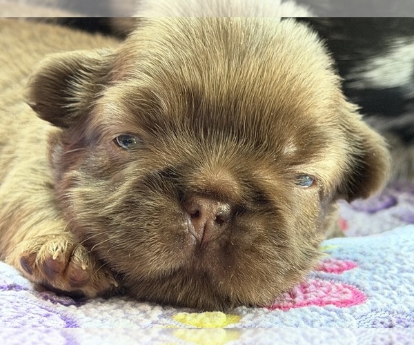 Medium Photo #10  Breeder Profile in TAMPA, FL, USA