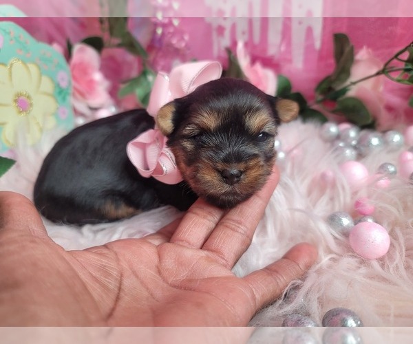 Medium Photo #5  Breeder Profile in HARKER HEIGHTS, TX, USA
