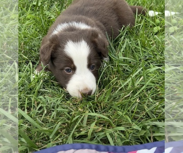 Medium Photo #1  Breeder Profile in BERRIEN SPRINGS, MI, USA