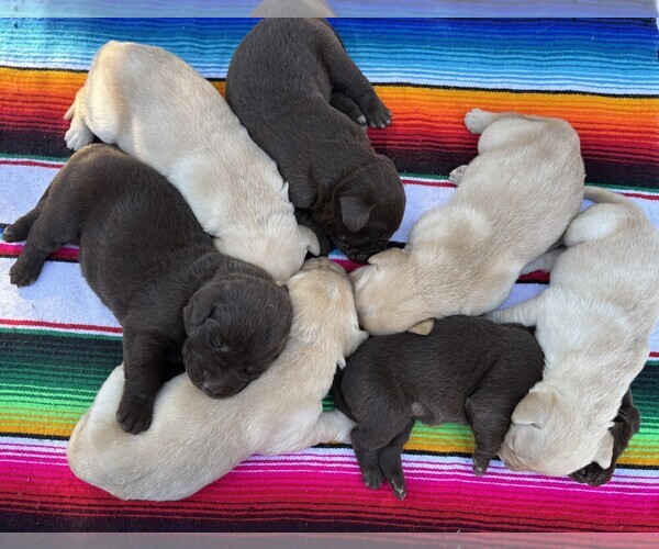 Medium Photo #1  Breeder Profile in AVERY, TX, USA
