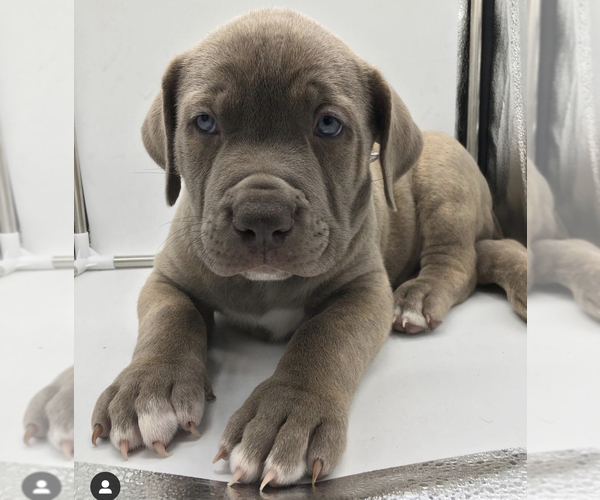 Medium Photo #1  Breeder Profile in HYDE PARK, MA, USA