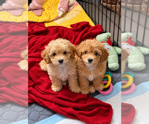 Shih Tzu Dog Breeder near CLARE, MI, USA