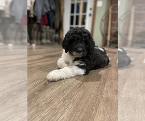 Miniature Bernedoodle Dog Breeder near DENVER, PA, USA