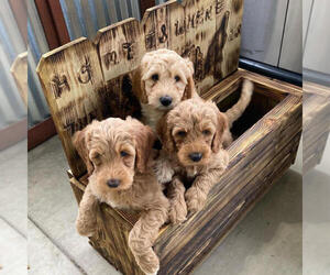 Australian Labradoodle Dog Breeder near ATWATER, CA, USA