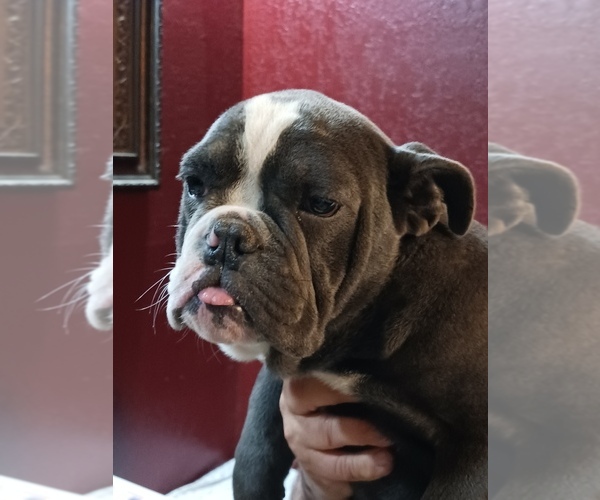 Medium Photo #9  Breeder Profile in MCALESTER, OK, USA