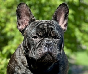 French Bulldog Dog Breeder near BRIGHTON, CO, USA
