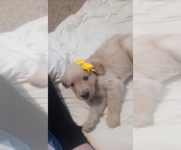 Medium Photo #5  Breeder Profile in BROOKSVILLE, KY, USA